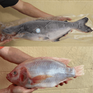 Double Fortune: Silver Patin & Crystal Tilapia